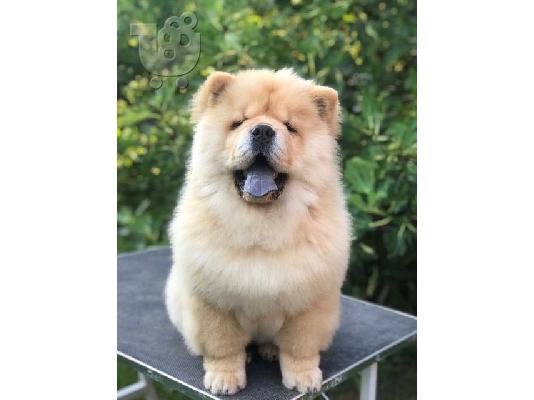 Chow Chow, όμορφα κουτάβια